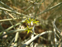 orthanthera albida, flower || foto details: 2007-09-05, dune 45, sossusvlei, namibia, Sony F828. keywords: apocynaceae