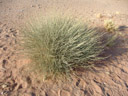 orthanthera albida, habitus || foto details: 2007-09-05, dune 45, sossusvlei, namibia, Sony F828. keywords: apocynaceae