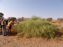nara-strauch (acanthosicyos horridus), habitus || foto details: 2007-09-05, dune 45, sossusvlei, namibia, Sony F828. keywords: cucurbitaceae, benincaseae, benincasinae, 