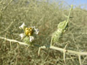 nara (acanthosicyos horridus), flower