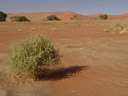 hermannia minimifolia, habitus || foto details: 2007-09-05, dune 45, sossusvlei, namibia, Sony F828. keywords: sterculiaceae