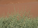 nara-strauch (acanthosicyos horridus) || foto details: 2007-09-05, dune 45, sossusvlei, namibia, Sony F828. keywords: cucurbitaceae, benincaseae, benincasinae, 