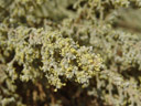 glasswort (salicornia sp.), flowers. 2007-09-05, Sony F828. keywords: pickleweed, marsh samphire, amaranthaceae