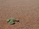 monsonia ignorata || foto details: 2007-09-05, dune 45, sossusvlei, namibia, Sony F828.