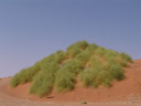 nara-strauch (acanthosicyos horridus), habitus || foto details: 2007-09-05, dune 45, sossusvlei, namibia, Sony F828. keywords: cucurbitaceae, benincaseae, benincasinae, 