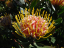 protea (leucospermum conocarpodendron x glabrum)