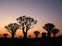 the kokerboom woud (quiver tree forest) at dusk. 2007-09-06, Sony F828. keywords: aloe dichotoma