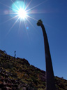 a half-man (pachypodium namaquanum), looking towards the sun