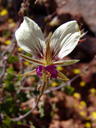 geranium praemorsum, one of the many wild geranium species we found.. 2007-09-09, Sony F828.