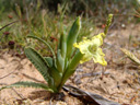 ferraria unicata. 2007-09-11, Sony F828.