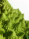 romanesco (brassica oleracea)