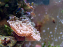 branching hammer coral (euphyllia paraancora)