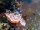 branching hammer coral (euphyllia paraancora)