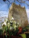 schloss ballaghmore und schneeglöckchen (galanthus sp.) || foto details: 2008-02-07, ireland, Sony F828.