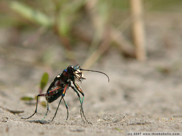 northern dune tiger beetle (<i>cicindela hybrida</i>)