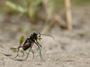 northern dune tiger beetle (cicindela hybrida)