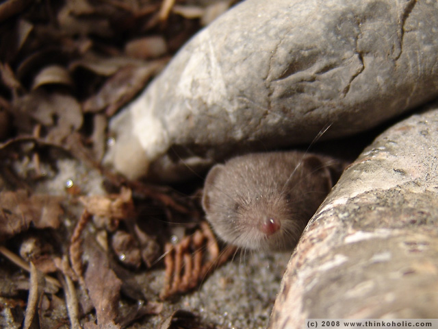 greater white-toothed shrew (<i>crocidura russula</i>)