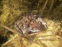 european common frog (rana temporaria). 2008-04-11, Pentax W20.