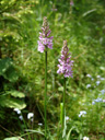 dactylorhiza sp., one of the native wild orchids
