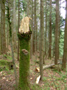 gebrochen || foto details: 2008-06-11, scheffau, austria, Sony F828.