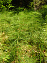 wood-horsetail (equisetum sylvaticum). 2008-06-10, Sony F828. keywords: scouring rushes, schachtelhalm