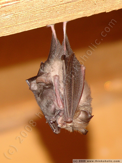 lesser horseshoe bat (<i>rhinolophus hipposideros</i>), with pup