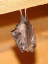 lesser horseshoe bat (rhinolophus hipposideros), with pup