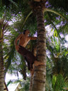 rene climbs coconut-trees