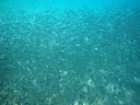 an immense swarm of fish came very close during the first dive. 2008-08-22, Pentax W60. keywords: big blue diving, open water
