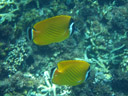 hongkong butterfly fish (chaetodon wiebeli). 2008-08-25, Pentax W60. keywords: hong kong-fanefisk, panda butterflyfish, tsuki-chôchô-uo