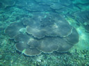 stony corals