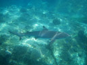 blacktip reef shark (carcharhinus melanopterus). 2008-08-25, Pentax W60. keywords: galeomorphii, carcharhiniformes, carcharhinidae, grundhaie, requiemhaie