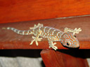 the smaller of the two geckos that lived in our hut