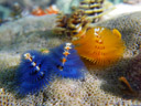 christmas tree worms (spirobranchus giganteus). 2008-08-26, Pentax W60. keywords: serpulidae, kalkröhrenwürmer, weihnachtsbaumwurm, 