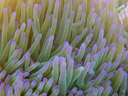 pink skunk clownfish (amphiprion perideraion) hide in a magnificent sea anemone (heteractis magnifica)