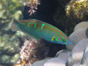 orange-tipped rainbowfish (halichoeres melanurus). 2008-08-26, Pentax W60. keywords: platyglossus melanurus, labridae, barugudun, buntogon, hoeven's wrasse, kazari-kyûsen, koilauko, koja, labayan, lubayan, lulukdayan, mameng, mul-mul, pinstriped wrasse, sugale, tail-spot wrasse, tailspot wrasse, three-eyed wrasse, yellow-tailed wrasse, yellow-lined wrasse, dusky rainbow fish, blaugrüner junker, lippfisch, grüngestreifter lippfisch