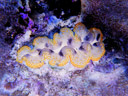 crocus giant clam (tridacna crocea) - inverted colour