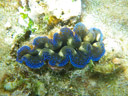 crocus giant clam (tridacna crocea)