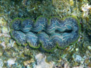 crocus giant clam (tridacna crocea). 2008-08-28, Pentax W60. keywords: tridacnidae, crocus clam, saffron-coloured clam