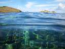 crystal clear water, shark bay