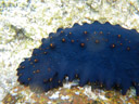 a sea cucumber (holothuroidea). 2008-08-28, Pentax W60. keywords: seewalze, trepang, bêche-de-mer, balate