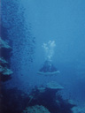 scuba diving near koh tao. 2008-08-28, disposable cam.