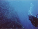 diver with swarm of fish