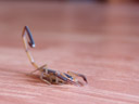 alex der skorpion grüsste uns beim betreten unseres baumhauses || foto details: 2008-08-29, khao sok, thailand, Sony F828.