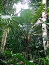 banana plant (musa sp.) in the rainforest