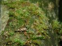 find the camouflaged ghost insect (phasmatodea?). 2008-08-30, Sony F828. keywords: stick insect, walking stick, stick-bug , phasmid, leaf insect