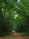 riesiger bambus || foto details: 2008-08-30, khao sok national park, thailand, Sony F828.