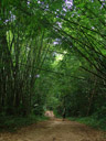 giant bamboo. 2008-08-30, Sony F828.