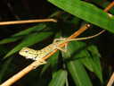 lizard (agamidae)