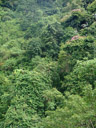 rainforest canopy. 2008-08-30, Sony F828.